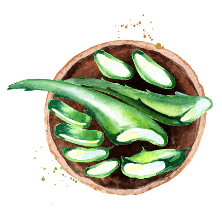 Organic Aloe vera top view illustration. Watercolor hand drawn compositionの写真素材