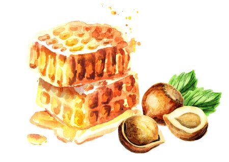 Fresh honeycomb and hazelnut. Watercolor hand drawing illustrationの写真素材