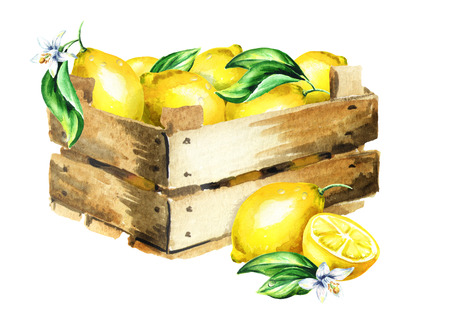 Box with lemons. Watercolor hand-drawn illustrationの写真素材