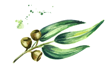 Eucalyptus branch with leaves and berries. Isolated on white background. Watercolor hand drawing illustrationの写真素材