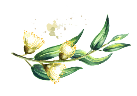 Eucalyptus branch with leaves and flowers, Isolated on white background. Watercolor hand drawn illustrationの写真素材