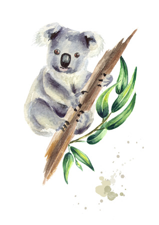 Koala bear sitting on eucalyptus branch, isolated on white background. Watercolor hand drawn illustrationの写真素材
