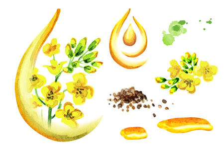 Rapeseed oil set. Watercolor illustration, isolated on white backgroundの写真素材