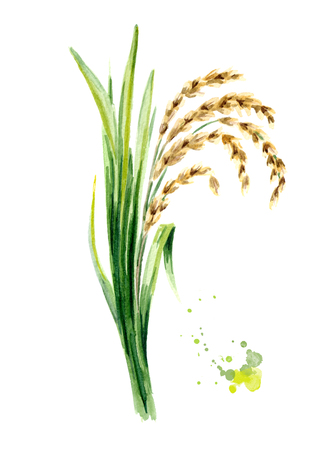 Rice plant with leaves and grains. Watercolor hand drawn illustration, isolated on white backgroundの写真素材