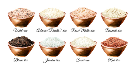 Rice variety. Watercolor hand drawn illustrations set, isolated on white backgroundの写真素材