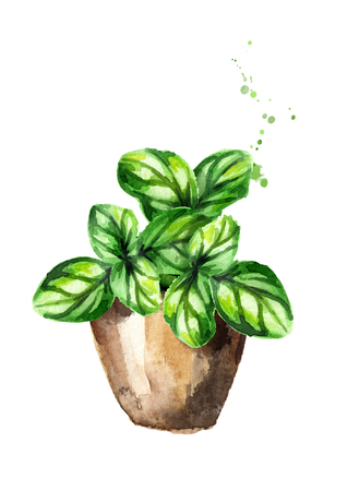 Kitchen herbs in a pots. Basil plant. Watercolor hand drawn illustration, isolated on white backgroundの写真素材
