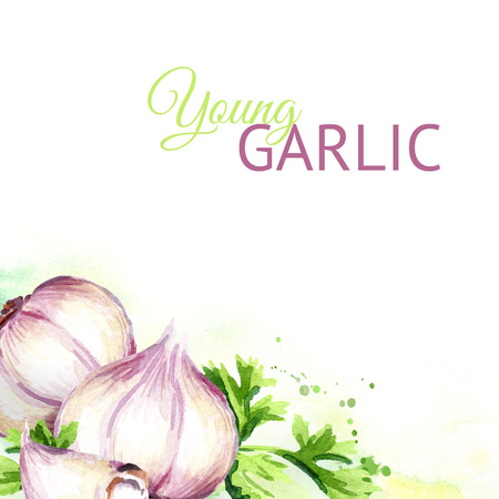 Young garlic background. Watercolor hand drawing illustrationの写真素材