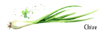 Chive. Watercolor hand drawn illustration, isolated on white backgroundの写真素材