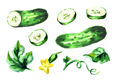 Cucumber elements set. Watercolor hand drawn illustration, isolated on white backgroundの写真素材