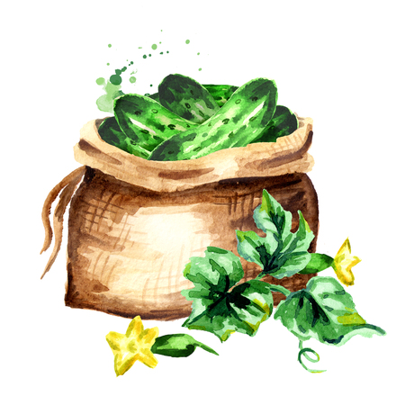 Sack with cucumbers. Watercolor hand drawn illustration, isolated on white backgroundの写真素材