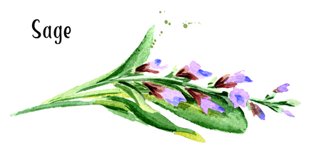 Sage. Fresh green leaf and flower. Hand drawn watercolor horizontal illustration,  isolated on white backgroundの写真素材