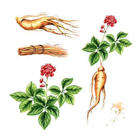 Organic fresh ginseng set. Root, leaf, flower. Watercolor hand drawn illustration, isolated on white backgroundの写真素材