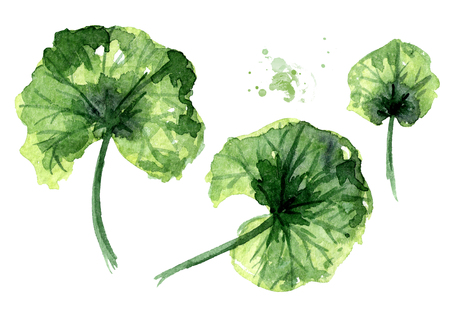Tropical plant leaf set. Watercolor hand drawn illustration, isolated on white backgroundの写真素材
