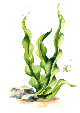 Laminaria seaweed, sea kale. Algae composition. Superfood. Watercolor hand drawn illustration, isolated on white backgroundの写真素材