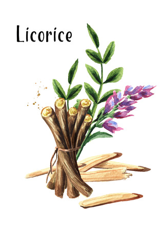 Licorice flower, leaf and root vertical composition. Medical herbs and plants. Watercolor hand drawn illustration isolated on white backgroundの写真素材