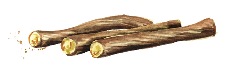Licorice roots bunch. Watercolor hand drawn illustration isolated on white  backgroundの写真素材