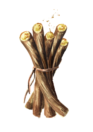 Licorice roots bunch. Watercolor hand drawn illustration, isolated on white backgroundの写真素材