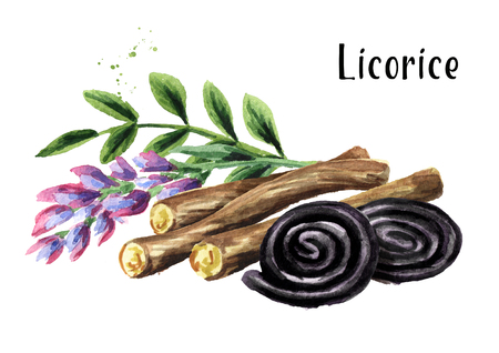 Liquorice roots with flower and Licorice wheels candies. Watercolor hand drawn illustration isolated on white backgroundの写真素材