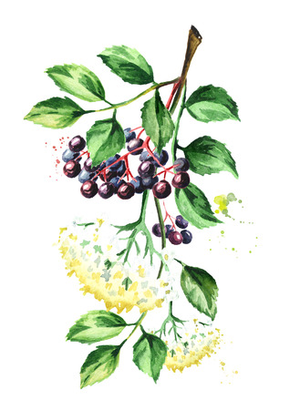 Elder branch with flowers, leaves and elderberry. Watercolor hand drawn illustration, isolated on white backgroundの写真素材