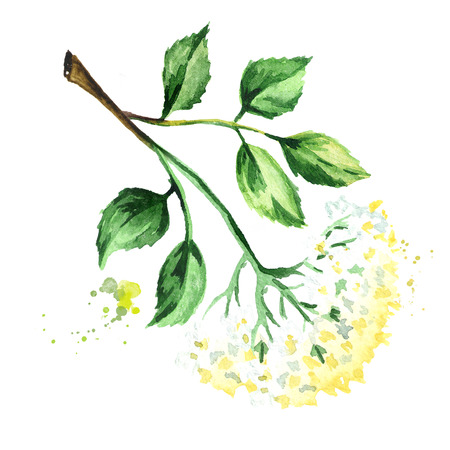 Elder flower blossom with leaves on the branch. Watercolor hand drawn illustration, isolated on white backgroundの写真素材