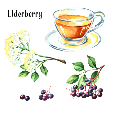 Elder tea set. Watercolor hand drawn illustration, isolated on white backgroundの写真素材