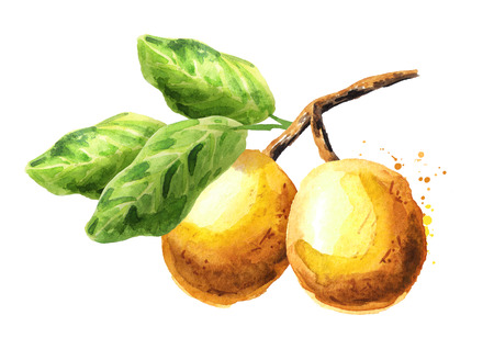 Marula branch with fruit and leaves  Watercolor hand drawn illustration, isolated on white...