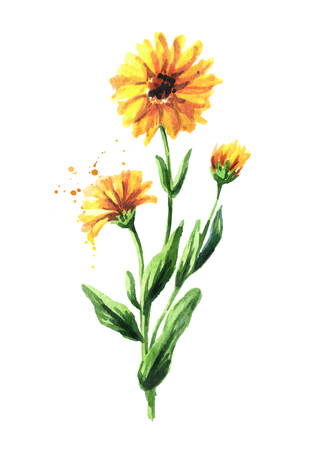 Calendula flower. Watercolor hand drawn illustration,  isolated on white backgroundの写真素材
