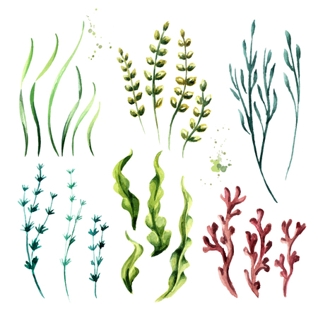 Algae elements set. Watercolor hand drawn illustration, isolated on white backgroundの写真素材