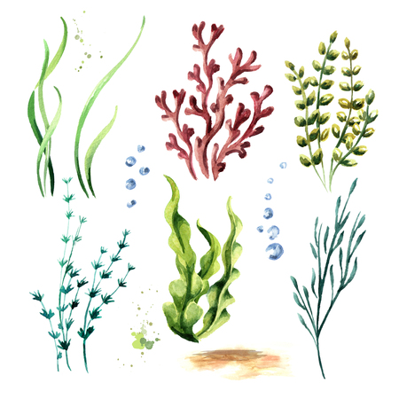Algae set. Watercolor hand drawn illustration, isolated on white backgroundの写真素材