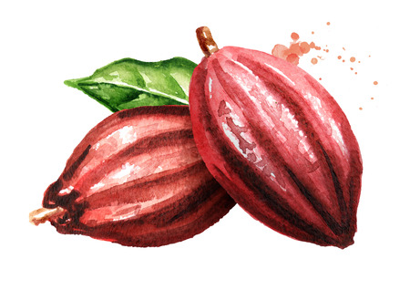 Two Cocoa pods. Superfood. Watercolor hand drawn illustration, isolated on white backgroundの写真素材