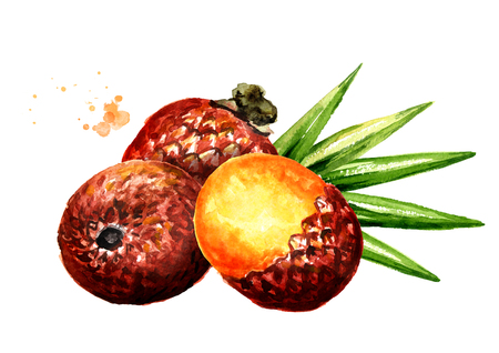 Exotic Buriti fruit Aguaje or Moriche palm fruit mauritia flexuosa. Superfood. Watercolor hand drawn illustration, isolated on white backgroundの写真素材