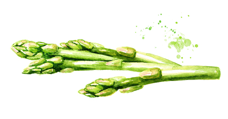 Fresh green asparagus Watercolor hand drawn horizontal illustration  isolated on white backgroundの写真素材