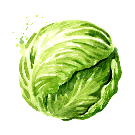 Head of fresh cabbage.の写真素材