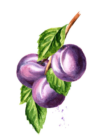 Fresh plum branch with green leaves isolated on whiteの写真素材