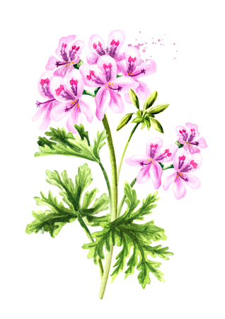 Pelargonium graveolens or Pelargonium x asperum, geranium plant, flower with leaves. Watercolor hand drawn illustration  isolated on white backgroundの写真素材
