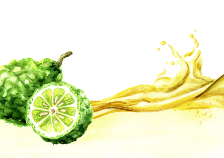 Bergamot fruit and essential oil wave. Watercolor hand drawn illustration, isolated on white backgroundの写真素材