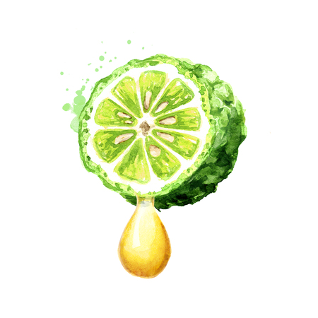 Fresh bergamot fruit and essential oil drop. Watercolor hand drawn illustration,  isolated on white backgroundの写真素材