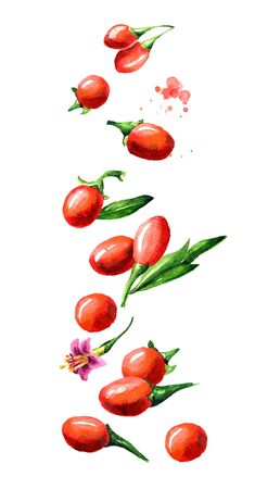 Flying Goji berries with leaves and flower, Watercolor hand drawn illustration isolated on white backgroundの写真素材