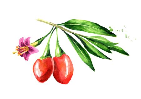 Goji berries or Lycium barbarum with leaves and flower on the branch. Watercolor hand drawn illustration, isolated on white backgroundの写真素材