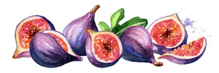 Fresh ripe purple fig fruit and leaves on a branch.の写真素材