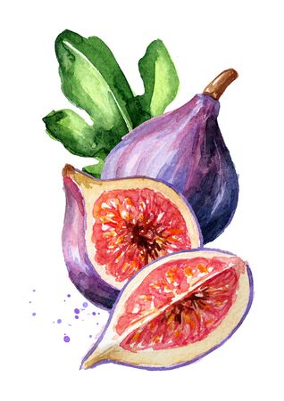 Fresh ripe purple fig fruit and leaves on a branch.の写真素材