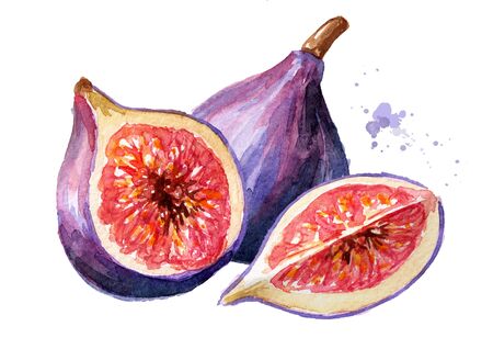 Fresh ripe purple fig fruit and leaves on a branch.の写真素材