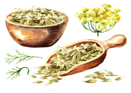 Dried fennel seeds with fennel flowerの写真素材