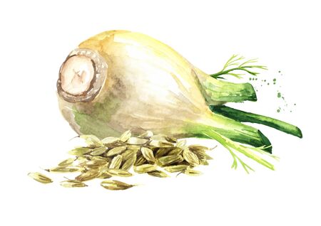 Fennel bulb and dried fennel seeds.の写真素材