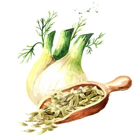 Fennel bulb and fennel seeds in the scoop.の写真素材
