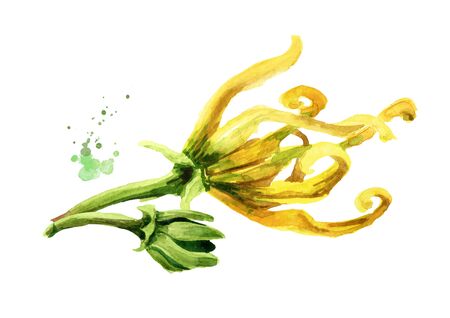 Ylang-Ylang branch with yellow flower.の写真素材