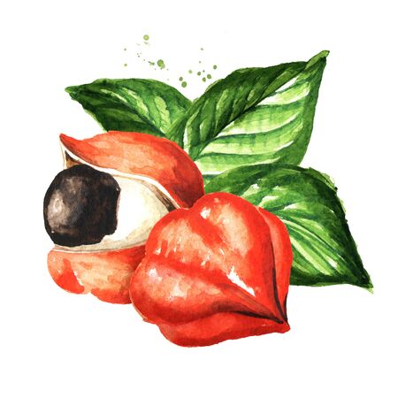 Guarana berries on whiteの写真素材