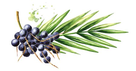 Fresh acai berries on the branch with green leaves.の写真素材