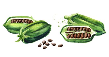 Fresh Sesame pods with black seeds set.の写真素材