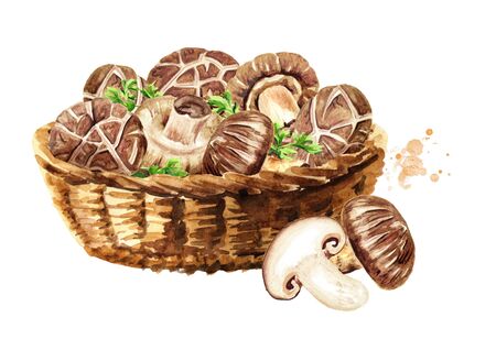Basket with fresh Japanese Shiitake mushrooms with herbs.の写真素材